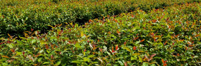 Plantio de Mudas: Sustentabilidade e Futuro