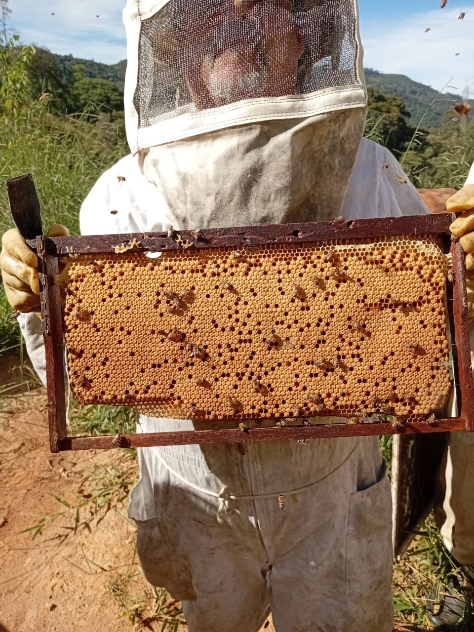 Curso de Apicultor Iniciante